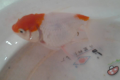 金鱼怎么喂食几粒