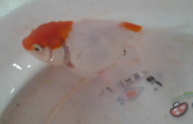 金鱼怎么喂食几粒