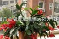 蟹爪兰隔着玻璃晒太阳开花吗