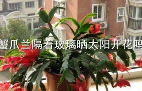 蟹爪兰隔着玻璃晒太阳开花吗