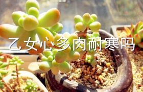 乙女心多肉耐寒吗