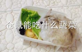 仓鼠能吃什么蔬菜