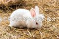 兔子配对要多久才和公兔分开