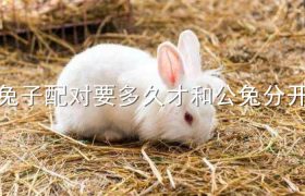 兔子配对要多久才和公兔分开