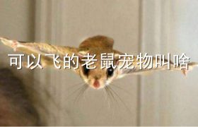 可以飞的老鼠宠物叫啥