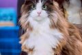西伯利亚森林猫和挪威森林猫区别