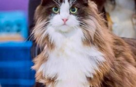 西伯利亚森林猫和挪威森林猫区别