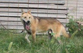 高狼犬和中亚牧羊犬的区别