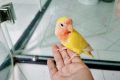 黄桃鹦鹉的饲养与禁忌