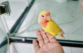 黄桃鹦鹉的饲养与禁忌