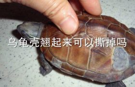 乌龟壳翘起来可以撕掉吗