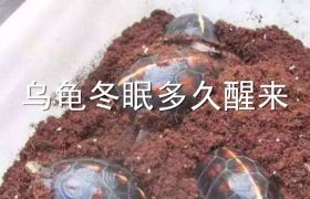 乌龟冬眠多久醒来