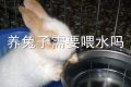 养兔子需要喂水吗
