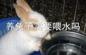 养兔子需要喂水吗