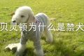 贝灵顿为什么是禁犬