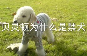 贝灵顿为什么是禁犬