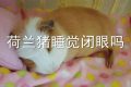荷兰猪睡觉闭眼吗