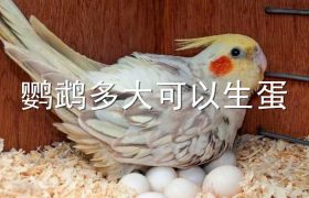 鹦鹉多大可以生蛋