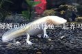 蝾螈可以和其他鱼一起养吗
