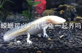 蝾螈可以和其他鱼一起养吗