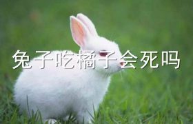 兔子吃橘子会死吗
