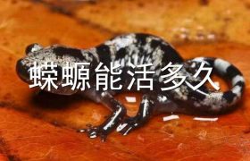 蝾螈能活多久