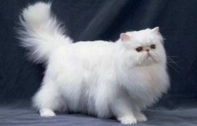 长毛猫几个月开始长毛