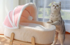 猫咪睡床上会不会对我身体不好