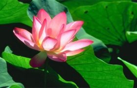 荷花几月开花