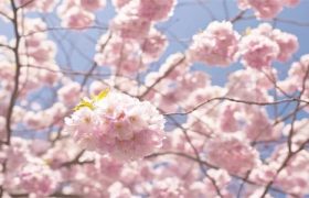 樱花是什么季节开放的
