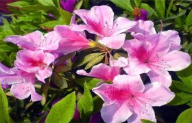 杜鹃花花朵蔫了怎么回事