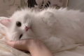为什么土猫不打针活的好好的