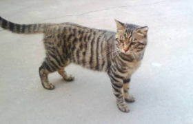 土猫可以吃猫粮么