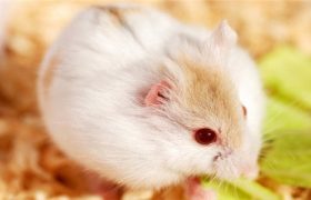 仓鼠死了会有鼠疫吗