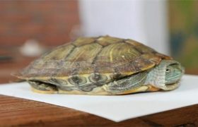 乌龟和鱼可以同时在鱼缸里养吗