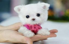 茶杯犬会长大吗
