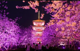 2022武汉东湖夜樱需要预约吗