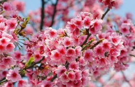 2022东湖樱花园可以现场买门票吗