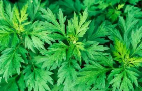 2022端午节挂艾草是迷信吗