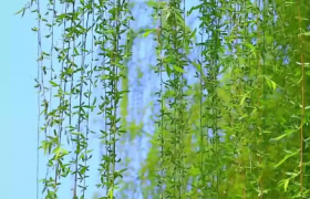 清明插的柳枝一定是新鲜的吗