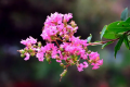 紫薇花什么季节开花