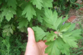 2022端午挂的艾草和菖蒲什么时候可以用来洗澡