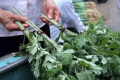 2022端午节挂艾草长的好还是短的