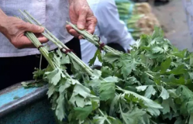 2022端午节挂艾草长的好还是短的
