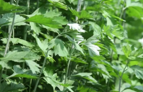 端午节挂艾草必须根部朝上吗