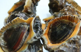 大海螺需要吐沙子吗
