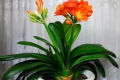 君子兰怎么养才能开花