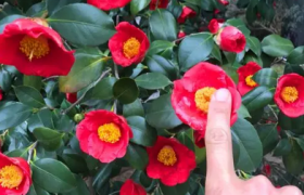 茶花的养殖方法和注意事项有哪些