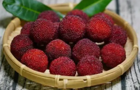 杨梅里的虫子吃了会有寄生虫吗