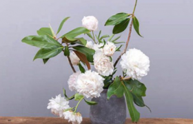 芍药花有种子吗